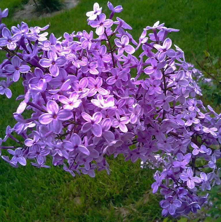 紫丁香种子 丁香树种子耐寒树种 白丁香小叶暴马丁香花种子包邮