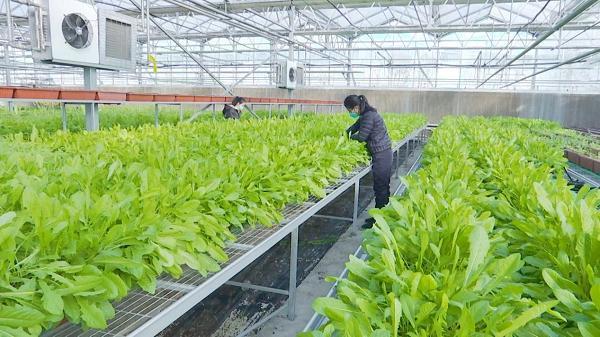 河南长垣：新品种示范推广，撬动蔬菜产业高质量发展