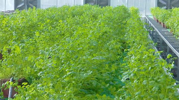 河南长垣：新品种示范推广，撬动蔬菜产业高质量发展