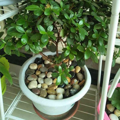 鹅卵石小石子雨花石原石鱼缸造景花盆栽石头五彩石彩色石头图4